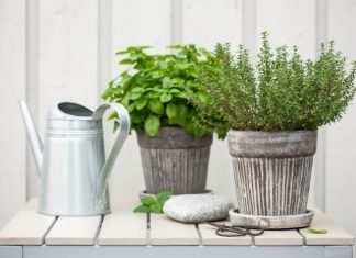 7 korakov do preprostega urbanega vrta