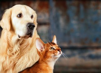 Imate hišnega ljubljenčka? Sledite tem navadam, da boste okolju prijaznejši.