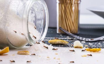 To so naravni načini za odganjanje mravelj