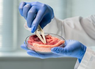 Je alternativna »govedina« rešitev za svetovno krčenje gozdov?