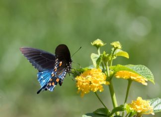 Zeleno vrtnarjenje: Kako ustvariti okolju prijazen vrt