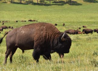Zakaj bizoni lahko koristijo našemu planetu