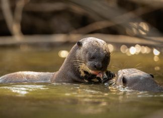 Morske vidre in njihove znanstveno dokazane skrite moči za planet
