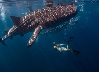 Največje ribe na svetu izginjajo brez sledi