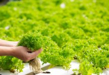 Hidroponika odlična rešitev v sušnih območjih