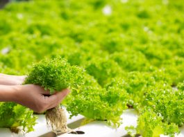 Hidroponika odlična rešitev v sušnih območjih