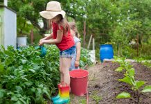 5 najboljših nasvetov za vrtnarjenje v poletni vročini