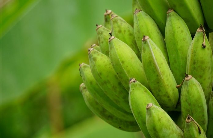 banane in podnebne spremembe