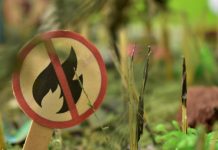 Škodljive posledice kurjenja odpadkov v naravi – pravila in kazni