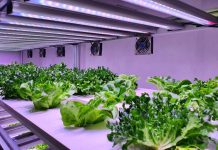Vertikalno kmetijstvo – rešitev za prihodnost?