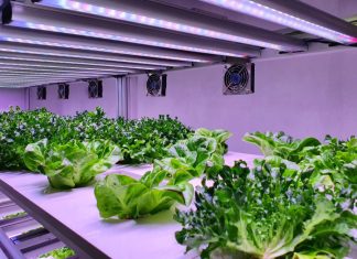 Vertikalno kmetijstvo – rešitev za prihodnost?