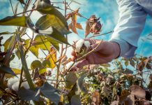 GSO: Vse, kar morate vedeti o genetsko spremenjenih organizmih