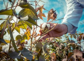 GSO: Vse, kar morate vedeti o genetsko spremenjenih organizmih