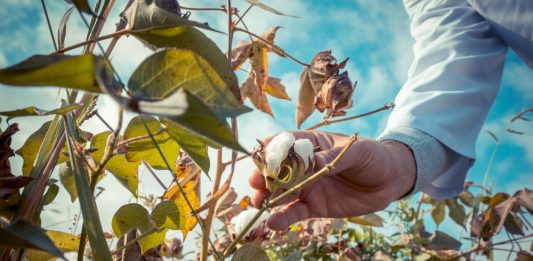 GSO: Vse, kar morate vedeti o genetsko spremenjenih organizmih