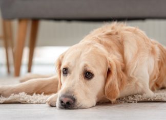 Slovenca ustvarila inovativno zvočno izolirano hišico za hišne ljubljenčke