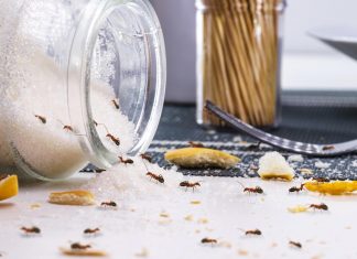 To so naravni načini za odganjanje mravelj