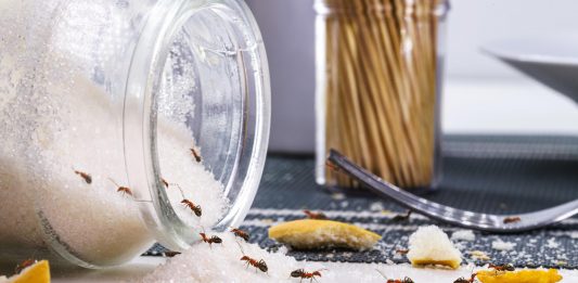 To so naravni načini za odganjanje mravelj