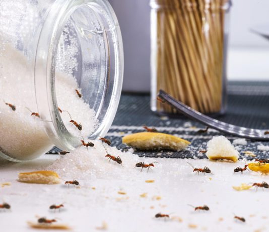 To so naravni načini za odganjanje mravelj