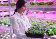 Hidroponika – vse kar morate vedeti o gojenju rastlin brez zemlje