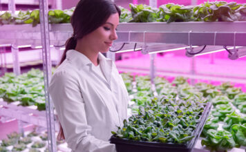 Hidroponika – vse kar morate vedeti o gojenju rastlin brez zemlje