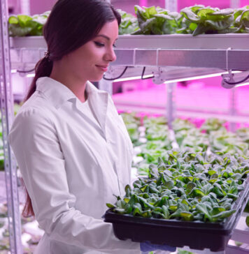 Hidroponika – vse kar morate vedeti o gojenju rastlin brez zemlje