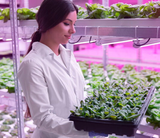 Hidroponika – vse kar morate vedeti o gojenju rastlin brez zemlje