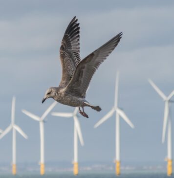 So vetrne turbine res nevarne za ptice? Podatki teh raziskav vas bodo presenetili.
