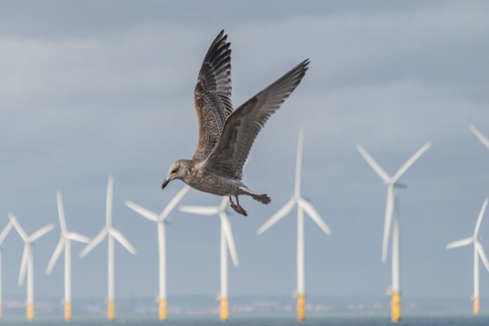 vetrne turbine in ptice